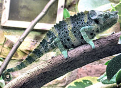 Meller’s Chameleon Chamaeleo melleri