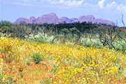 Wildflowers in bloom with Kata Tjuta in the background.
