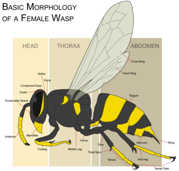 Wasp - New World Encyclopedia