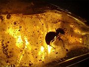 An ant trapped in amber.
