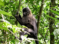 Juvenile gray-cheeked mangabey