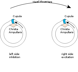 Figure 2: Push-pull system of the semicircular canals, for a horizontal head movement to the right.