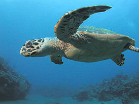 Hawksbill Turtle near Saba Island.