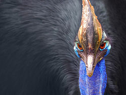 Detail of a southern cassowary head.