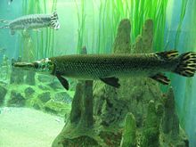 Large gar at the Shedd Aquarium