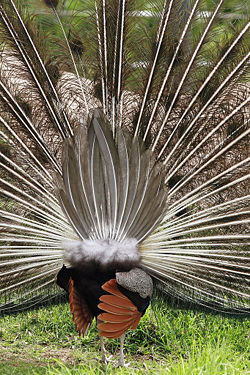 A rear view of an Indian blue peacock's tail feathers.