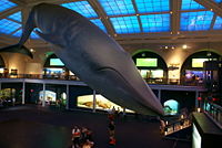 Model of a Blue Whale in the Milstein Family Hall of Ocean Life at the American Museum of Natural History.