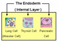 The endoderm produces tissue within the lungs, thyroid, and pancreas.