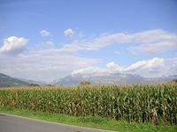 Field of maize in Liechtenstein
