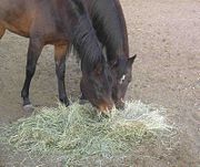 Horses eating hay