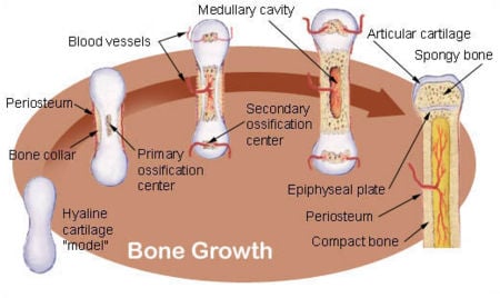 Bone - New World Encyclopedia