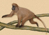 Artist's reconstruction of highland mangabey (Rungwecebus kipunji)