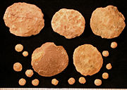 Fossil nummulitid foraminiferans showing microspheric and megalospheric individuals; Eocene of the United Arab Emirates; scale in mm.