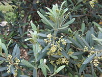 Olive Flowers
