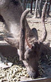 Reindeer antlers grow again each year under a layer of fur called velvet. This reindeer is currently losing the velvet layer on one of its antlers.