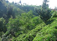 Tea plantation in Rize.