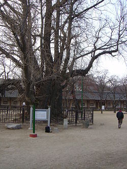 One of the stands of trees on the old campus of the Seonggyunggwan, the National Confucian Academy of the Joseon Dynasty, in Seoul. South Korean Natural Monument #59.