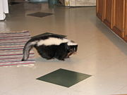 A domesticated skunk.