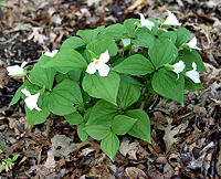 A sterile Trillium hybrid between Trillium cernuum and Trillium grandiflorum