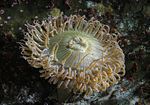 Sea anemone