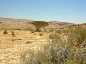 Acacia tree in Makhtesh Gadol, Israel.