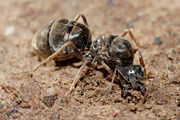 Fertilized queen ant beginning to dig a new colony