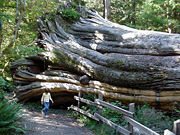 Downed tree