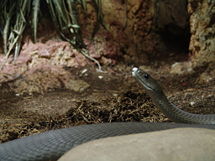 Black mamba