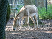An onager, one type of wild ass