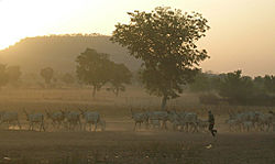 A Fulani man herds cattle in northern Cameroon.