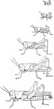Six stages of development, from newly-hatched nymph to fully-winged adult. (Melanoplus sanguinipes)