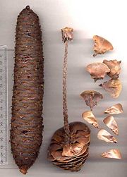 Intact and disintegrated Bulgarian Fir cones