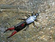 An earwig from the Western Ghats