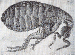 Image of a flea from Robert Hooke's Micrographia (1665), a Royal Society work
