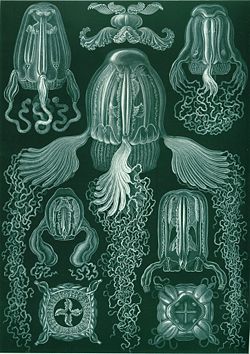 "Cubomedusae," from Ernst Haeckel's Kunstformen der Natur, 1904