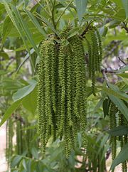 Male Carya illinoinensis catkins in spring