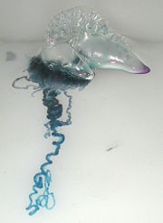 Portuguese Man o' War (Physalia physalis)