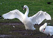 A mute swan spreads its wings