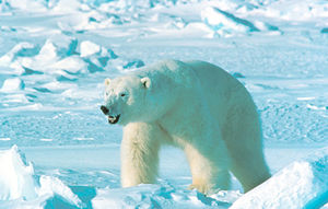 A polar bear