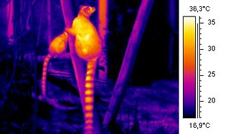 Thermographic image of a Ring-tailed Lemur in the morning sun.