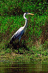 Heron