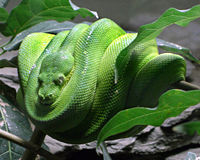 Coiled up Green tree python Morelia viridis