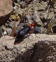 Lytta magister, a blister beetle