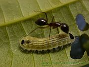 A Lycaenidae larva and an ant