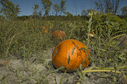 Pumpkin field
