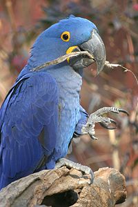 Hyacinth macaw