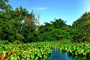 Ecologists study ecosystems such as this section of the Salobra River in the Pantanal area of Brazil.