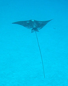 Spotted eagle ray