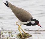 Red-wattled Lapwing