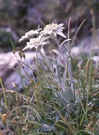 Edelweiss